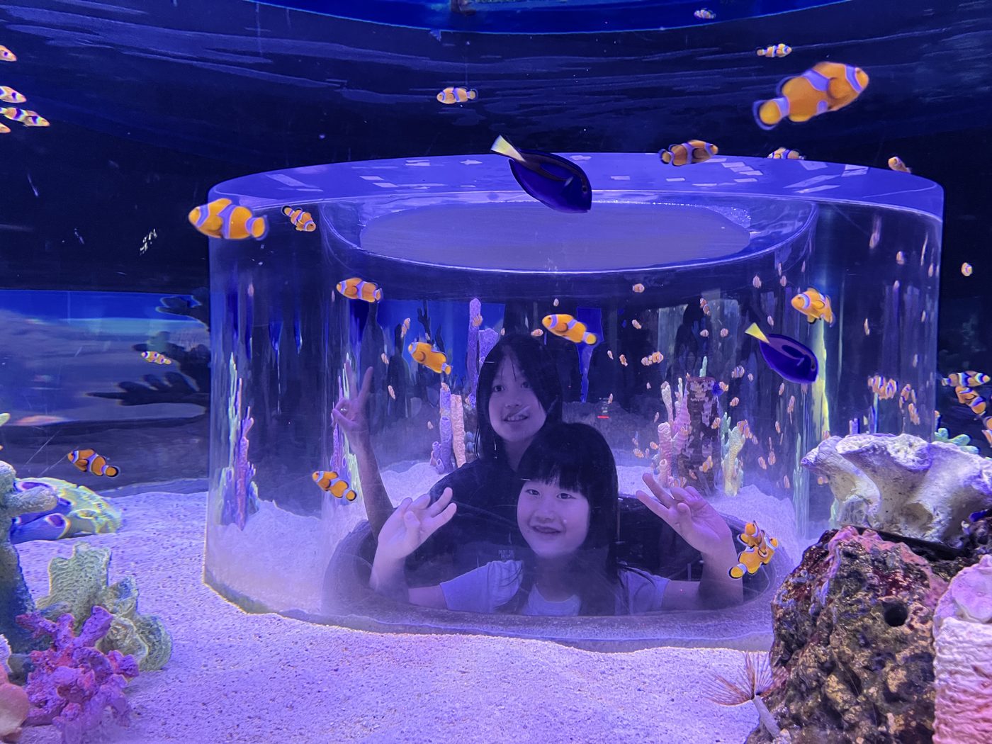 活動內容